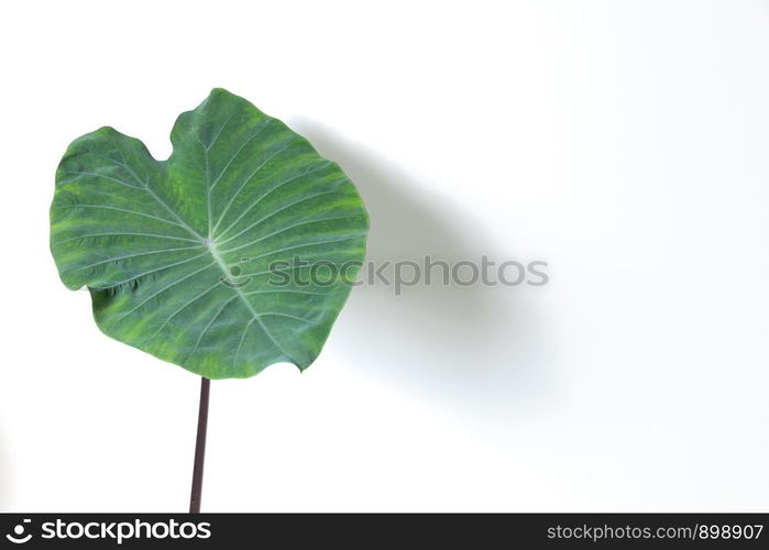 foliage leaves isolated on white background