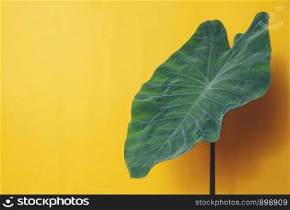 foliage leaves isolated on yellow background