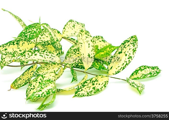 Foliage leaves of dracaena, Gold Dust dracaena or Spotted dracaena, spotted form, isolated on a white background