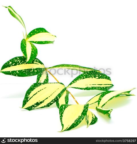 Foliage leaves of dracaena, Gold Dust dracaena or Spotted dracaena, stripped form, isolated on a white background