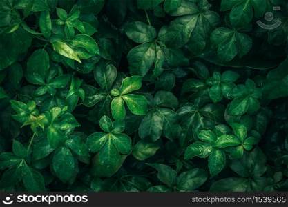 Foliage of tropical leaf in dark green with rain water drop on texture, abstract pattern nature background.. Foliage of tropical leaf in dark green