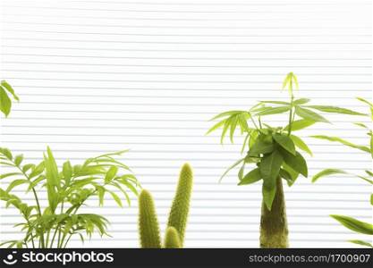Foliage plant