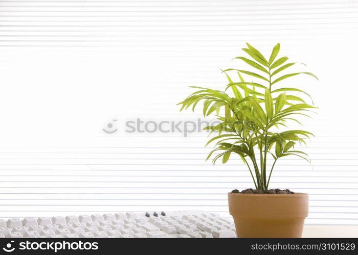 Foliage plant