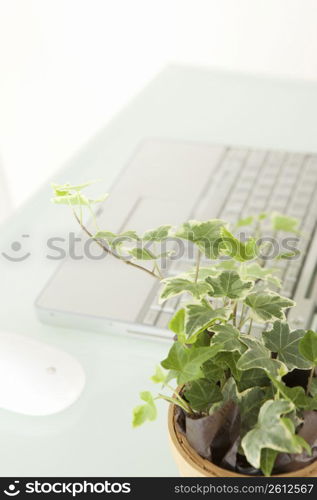 Foliage plant and laptop computer