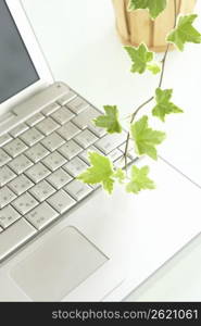 Foliage plant and laptop computer