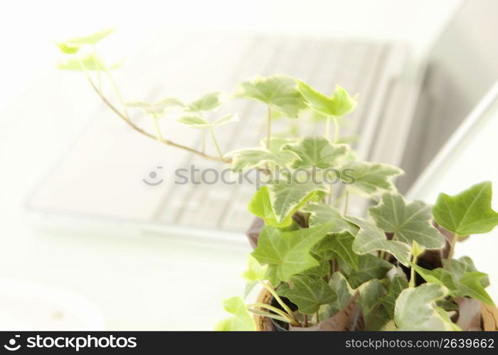 Foliage plant and laptop computer