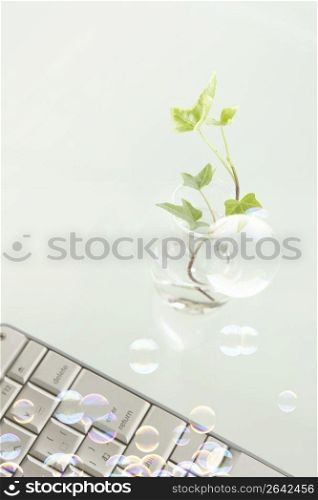 Foliage plant and laptop computer