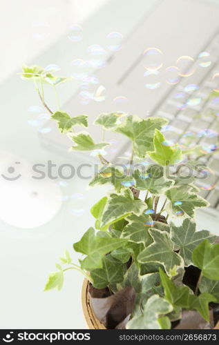 Foliage plant and laptop computer