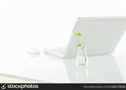 Foliage plant and laptop computer
