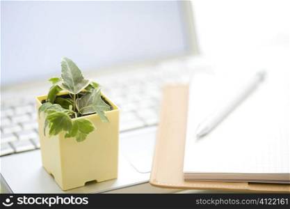 Foliage plant and personal computer