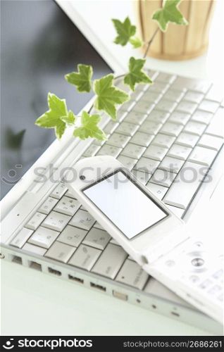 Foliage plant, laptop computer and cellphone