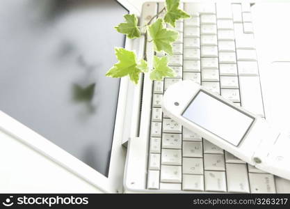 Foliage plant, laptop computer and cellphone