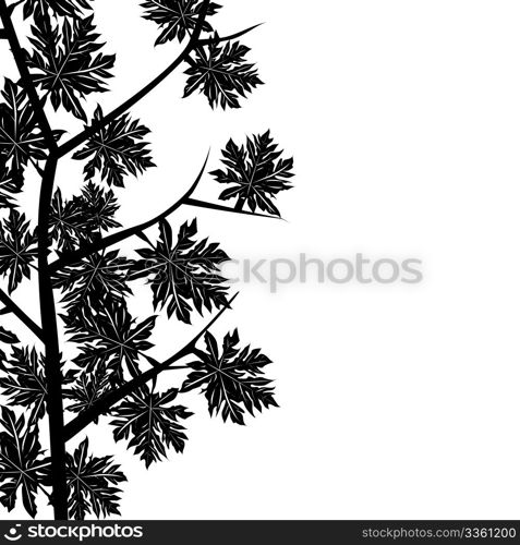 Foliage with maple leaves over white background