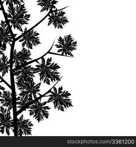 Foliage with maple leaves over white background