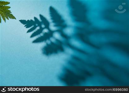 Foliate pattern of shadows from a branch of a fern on a dark blue background with copy space. Beautiful layout for your ideas. Top view. Beautiful pattern of shade leaf ferns on a blue background with space for text. Natural layout for a postcard.