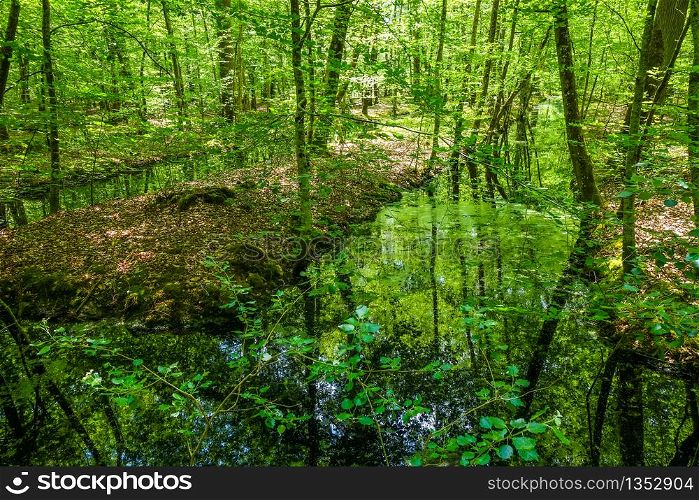 Fontainebleau green forest landscape near Paris, France. Fontainebleau forest landscape, France