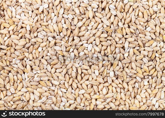 food background - many pearl barley seeds
