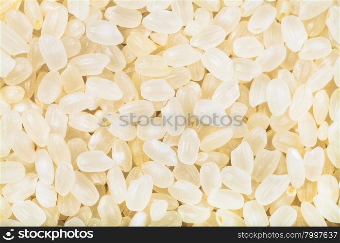 food background - short-grain uncooked white Italica rice