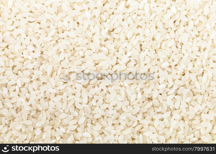 food background - short grains of uncooked white Kuban rice