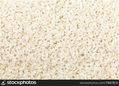 food background - short grains of uncooked white Kuban rice