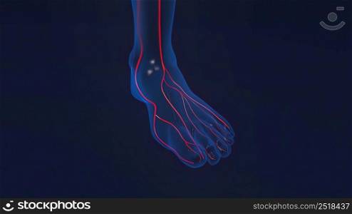 Foot bones with ligaments and blood vessels 3D illustration. Foot bones with ligaments and blood vessels