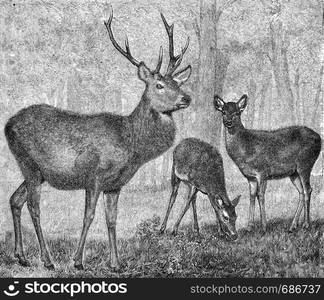 Foot of the stag, vintage engraved illustration. From Deutch Vogel Teaching in Zoology.