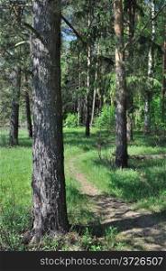 Foot path between pine trees in forest
