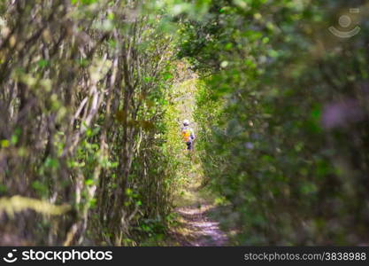 foot path in a magic forest