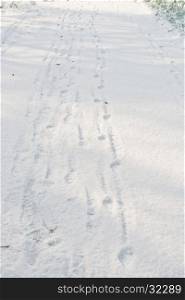 foot prints in the snow