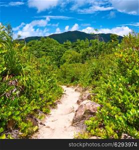 Foothpath in wild tropical nature