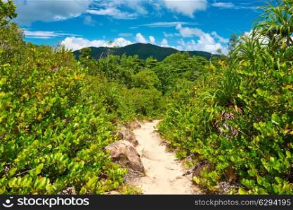 Foothpath in wild tropical nature