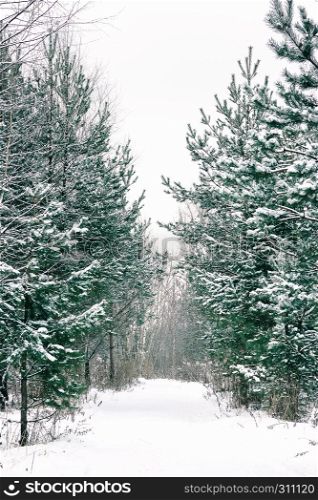 Footpath among snow-covered young spruces and pines in the winter forest.. Footpath Among Snow-covered Spruces And Pines