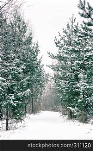 Footpath among snow-covered young spruces and pines in the winter forest.. Footpath Among Snow-covered Spruces And Pines