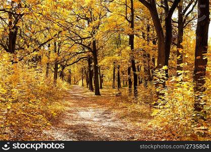 Footpath among yellowed trees in autumnal park