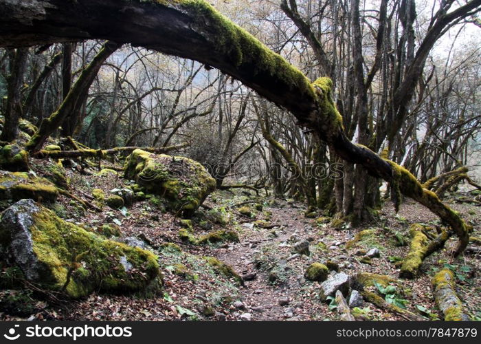 Footpath and fallen tree in the forest in Nepal