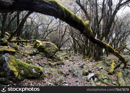 Footpath and fallen tree in the forest in Nepal