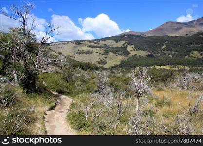 Footpath and forest in mountain area near El Chalten, Argentina