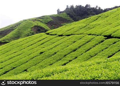 Footpath and tea plantation in Malaysia