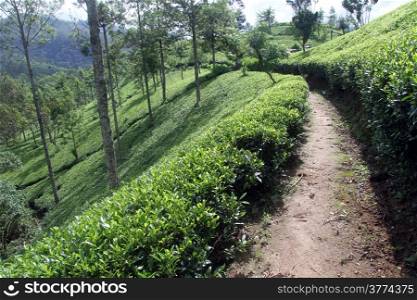 Footpath and tea plantation near Nuwara Eliya, Sri Lanka