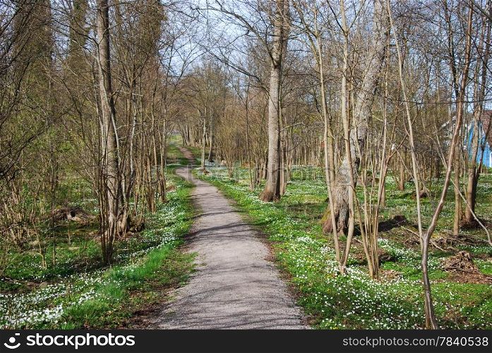 Footpath at a deciduous forest with lots of wood anemones. From the swedish island Oland.