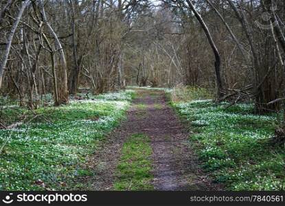 Footpath at a deciduous forest with lots of wood anemones. From the swedish island Oland.