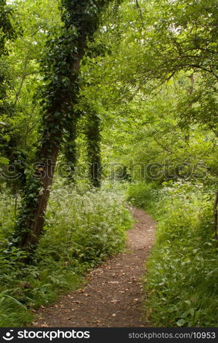 Footpath between trees in summer