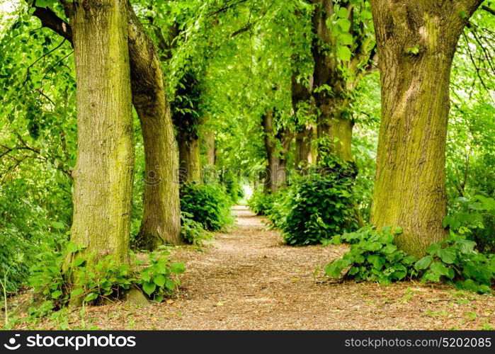 Footpath between trees in the forest near Koblenz, Germany.