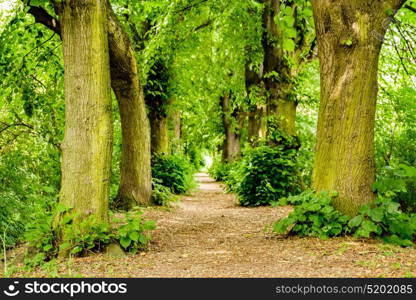 Footpath between trees in the forest near Koblenz, Germany.