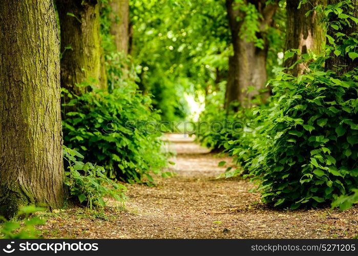 Footpath between trees in the forest near Koblenz, Germany.