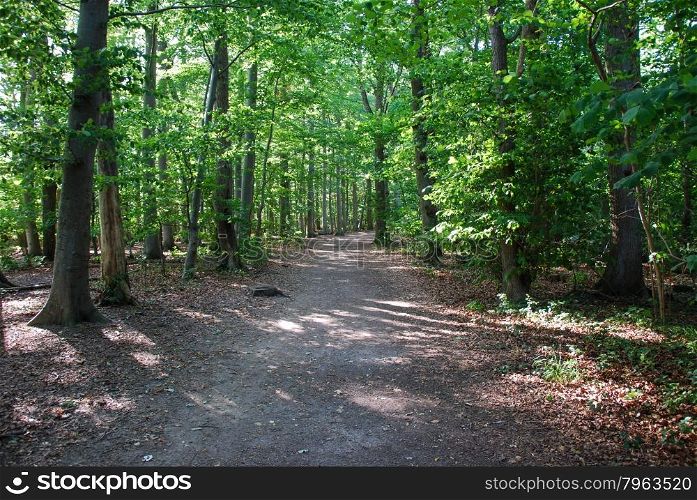 Footpath in a bright beech forest at summer