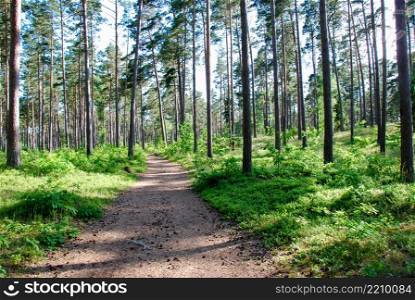 Footpath in a bright pine tree forest with shiny green ground