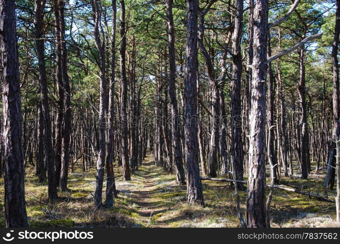 Footpath in a forest with pine trees in straight rows. From the swedish island Oland in sweden.