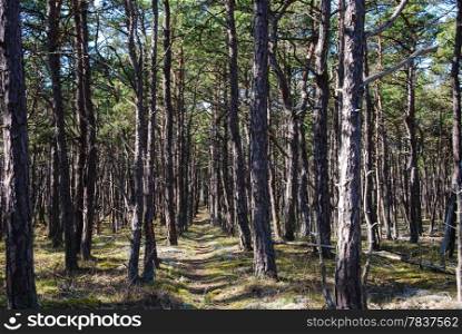 Footpath in a forest with pine trees in straight rows. From the swedish island Oland in sweden.