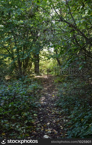 Footpath in a green backlit forest with a portal in the end by fall season